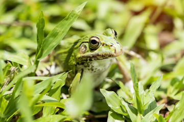 portrait of a green frog in the grass