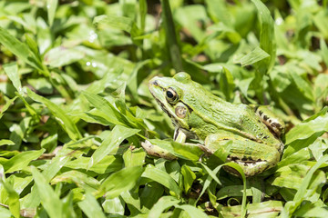 portrait of a green frog in the grass