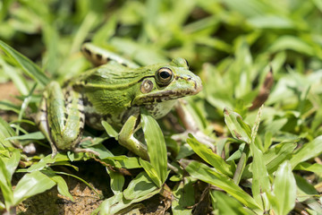portrait of a green frog in the grass