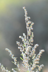 Wormwood. Flowering absinthium. Medicinal plant.