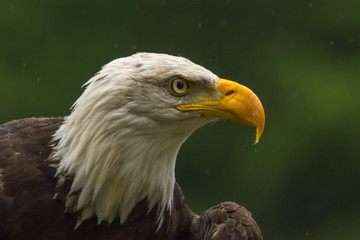 Bald eagle under the rain looking around for a meal