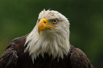 Bald eagle under the rain looking around for a meal