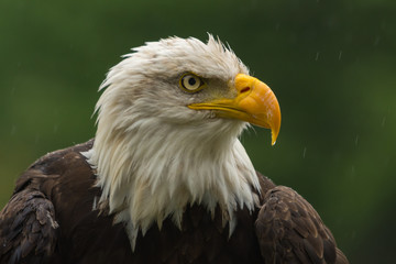 Bald eagle under the rain looking around for a meal
