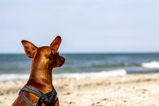 Miniature pinscher observing what is going on at the beach