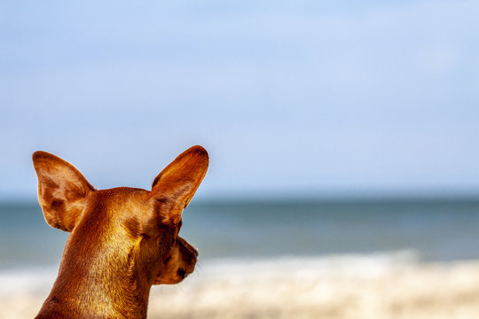 Miniature Pinscher Observing What Is Going On At The Beach