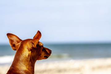 Miniature pinscher observing what is going on at the beach