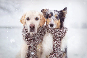 Zwei Hunde sitzen im Schnee nebeneinander mit Schal