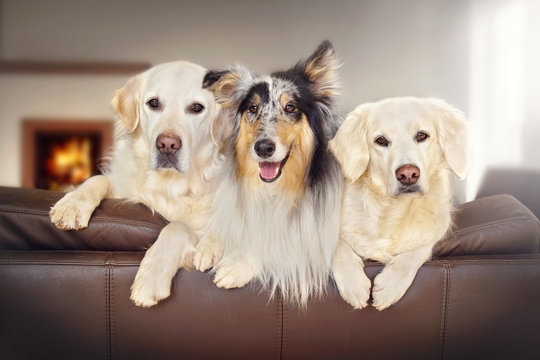 Drei Hunde sitzen auf dem Sofa im Wohnzimmer 