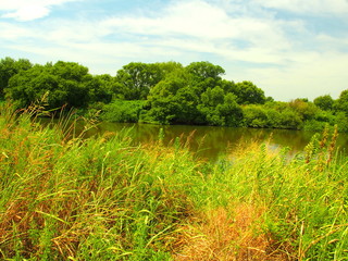 木立と江戸川と夏草