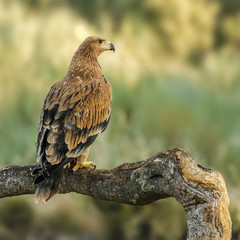 Aquila adalberti spanish imperial