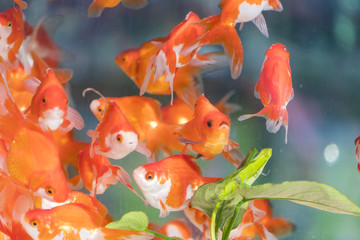 Red and gold fishes