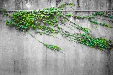 Green wall of climbing leaves