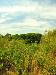 木立と夏草茂る河川敷風景
