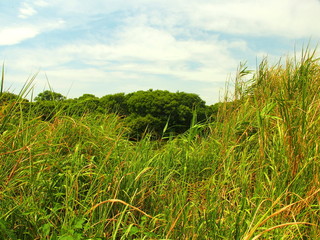 木立と夏草茂る河川敷風景