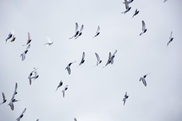 Pigeons flying in the herd