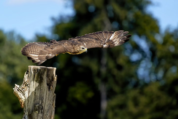 Mäusebussard