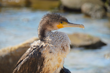 head, portrait of small Azov cormorant on the seashore, on an isolated blurred background of sea