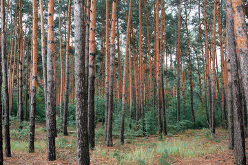 Fototapeta premium pine forest as a backdrop, beautiful and wild nature landscape