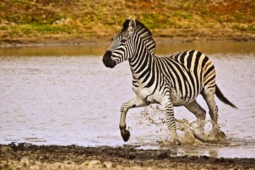 Zebra running in water