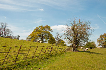 Fototapeta premium Summertime landscape and a craggy old fence and sheep in the Worcestershire countryside.
