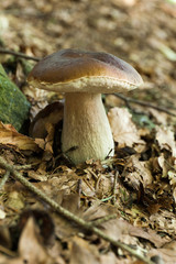 Fresh autumn boletus, brown cap. Wild penny bun, cep, porcino or porcini.