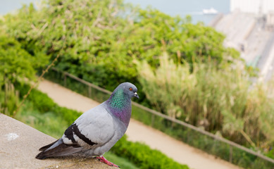 Feral rock dove, also known as rock pigeon, or common pigeon (Columba livia) perched on the top of Montjuic hill.