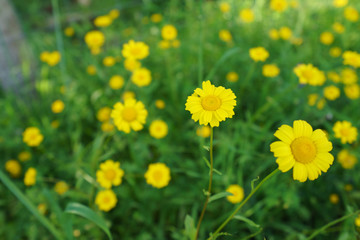 Blooming yellow chamomiles