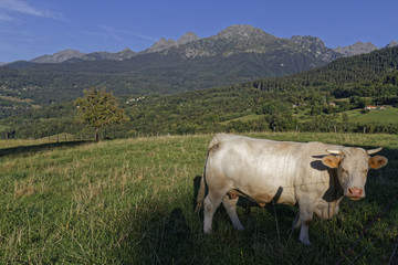 Une vache dans un paysage de montagne 