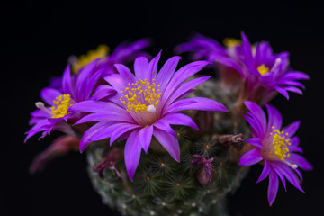 Cactus Mammillaria dehertiana with flower isolated on Black.