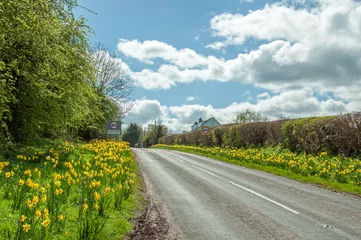 Fototapete Rund Daffodils by the roadside in the English countryside. © Jenn's Photography 