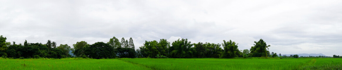 Fototapeta na wymiar Rice field in front of the mountain in sky white clouds on background, Copy Space, Panorama view...