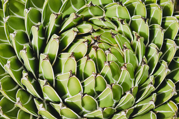  Cactus Succulent Closeup Pattern sculptured geometrical ornamental leaves  