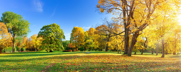 trees with multicolored leaves in the park - obrazy, fototapety, plakaty