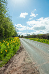 Obraz premium Daffodils by the roadside in the English countryside.