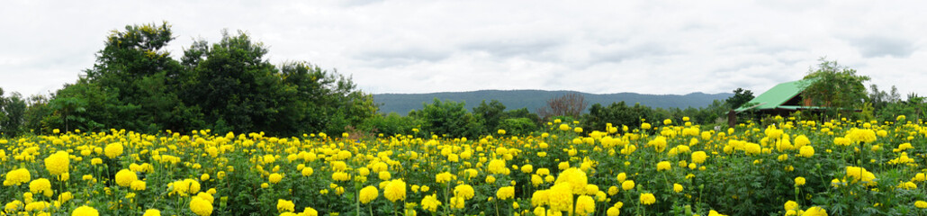 Marigold flower field on mountains background, panorama view, Copy Space.