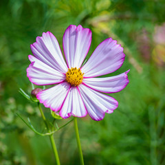 Pink flower cosmos Versailles on a green background