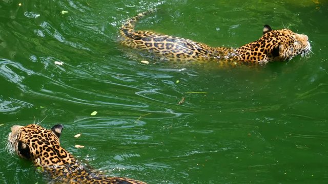 4k video of Two jaguar playing and swimming in pond