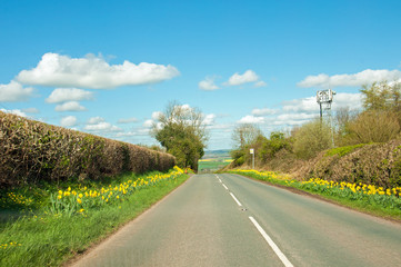 Daffodils by the roadside in the English countryside.
