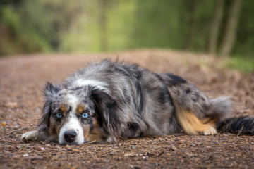 Mili the Miniature Australian Shepherd, Stunning Blue Eyes,