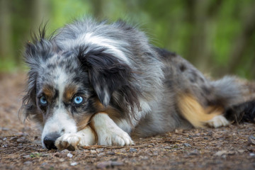 Mili the Miniature Australian Shepherd, Stunning Blue Eyes,