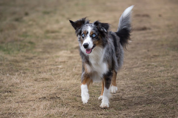 Mili the Miniature Australian Shepherd, Stunning Blue Eyes,