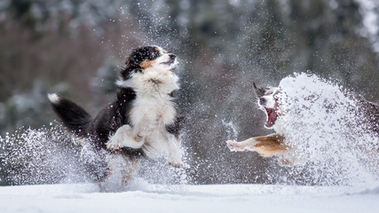 Mili and Nala the Miniature Australian Shepherds, outdoors