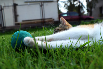 A boring kitten playing with some ball in lying position. A maximal lazy cat