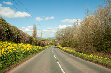 Daffodils by the roadside in the English countryside.