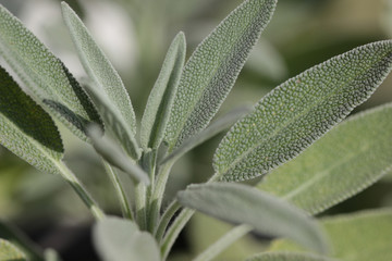 Sage leaves in a garden