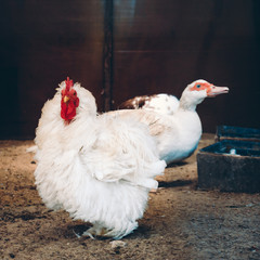 Frizzle-feathered hen standing in coop and looking straight into camera and white Muscovy duck in background drinking from bird feeder