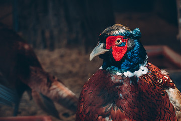 Close up portrait of gorgeous colorful pheasant with bright red and blue feathers