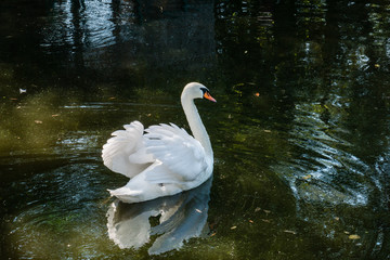 Beautiful elegant white swan with long neck, orange beak and open wings swimming in dark green lake