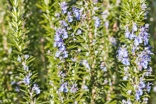 rosemary shrub with rosemary flowers in bloom