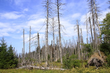 Waldfläche im Harz im Sommer 2018, der vom Borkenkäfer befallen ist